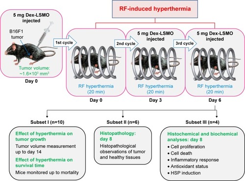 Figure 1 RF-induced hyperthermia: experimental design.Abbreviations: Dex-LSMO, dextran-coated lanthanum strontium manganese oxide; RF, radiofrequency; HSP, heat shock protein.