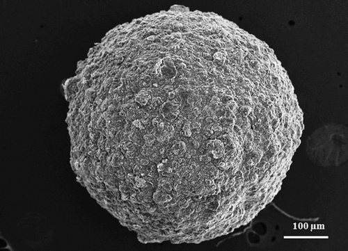 Figure 1.  SEM photograph of gliclazide loaded TSP-alginate microsphere (F4).