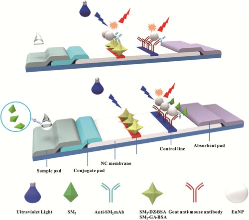 Scheme 1. Schematic of LFA based on competitive format immunoassay principle to quantitatively analyse SM2. When the sample was free of SM2 (control), the EuNP–mAb complexes migrated along the NC membrane under the action of capillary force and were available to bind to SM2-DZ-BSA or SM2-GA-BSA immobilized on the test line. The EuNP–mAb complexes would be captured by the antigen when the sample was presented SM2 (positive). The fluorescence intensity of the test line changed from strong to weak as the concentration of SM2 increased. The EuNP–mAb complexes should be captured by goat anti-mouse IgG immobilized on the control line regardless of the presence of the target SM2.