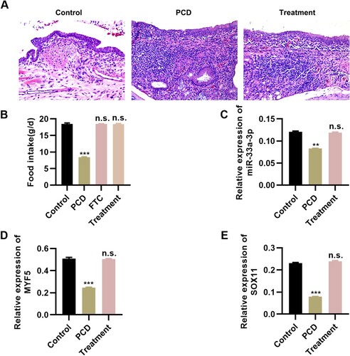 Figure 7. Tongguan Liyan Decoction ameliorated the pathological conditions of rat pharyngeal cancer-induced dysphagia (PCD) models. (A) HE staining results indicated that Tongguan Liyan Decoction improves the pathological conditions of pharyngeal tissues in PCD rats; (B) Tongguan Liyan Decoction increases the diet intake of PCD rats; (C-E) Tongguan Liyan Decoction upregulates the expression of miR-33a-3p (C), myf5 (D), and sox11 (E) in PCD rats. n = 6 in each group. **P < 0.01, ***P < 0.001. n.s., not significant. One-way analysis of variance followed by Tukey’s multiple comparison test (B-E).