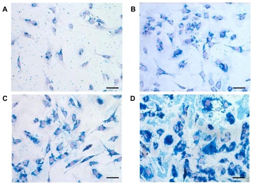 Figure 8 Prussian Blue staining of human chondrocytes labeled with (A) Endorem® (Guerbet, Roissy, France), (B) dopamine-hyaluronate-maghemite nanoparticles Run IIIB/3, (C) hyaluronate-maghemite nanoparticles Run II/3, and (D) dopamine-hyaluronate-maghemite nanoparticles Run IIIC/3.Notes: Cell nuclei are counterstained with nuclear fast red. Scale bar 25 μm.