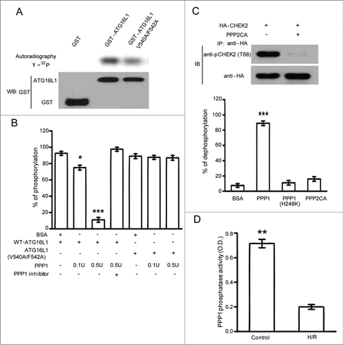 Figure 5. PPP1 dephosphorylated ATG16L1 in vitro. (A) In vitro kinase assays used CSNK2 kinase to phosphorylate GST-ATG16L1 with or without V540A/F542A mutations. (B) In vitro dephosphorylation assays using CSNK2-phosphorylated GST-ATG16L1 as substrate as described under Materials and Methods. Results from 3 independent experiments are presented. (C) In vitro dephosphorylation assays using phosphatases PPP1, catalytically inactive PPP1 (H248K), and PPP2CA. The graph indicates the percentage of dephosphorylation from 3 independent experiments. HEK293T cells were transfected with HA-CHEK2. Cells were lysed and immunoprecipitated with anti-HA antibody after cisplatin exposure. The same amount of PPP2CA was used to dephosphorylate immunoprecipitated HA-CHEK2. (D) H/R-mediated inhibition of PPP1 activity. Cardiomyocytes exposed to normoxia or H/R were immunoprecipitated with an anti-PPP1 antibody and serine/threonine phosphatase activity was measured in immunoprecipitates. The data are presented as the means ± SD of 3 independent experiments. *, P < 0.05; **, P < 0.01; ***, P < 0.001.