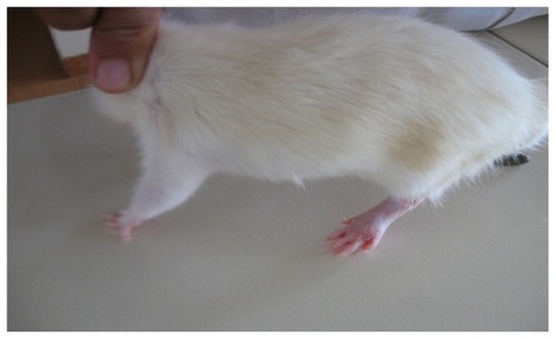 Figure 7 CFA+ test 1 group rat showing complete recovery of the paws with completely suppressed secondary lesion and minimal paw inflammation on day 26.Abbreviation: CFA, complete Freund’s adjuvant.