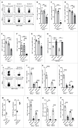 Figure 2. Impaired CD8+ T cell function in lymphoma-bearing mice after immunization with dendritic cells (DCs) or LCMV. (A-H) BL/6, Eµ-myc-L and Eµ-myc+L mice were immunized day 0 and day 2 i.v. with 2 × 105 H8 DCs and CD8+ T cells were analyzed in spleen 8 d after primary immunization. (A, B, E) Frequencies, (C, F) absolute numbers and (D, G) MFI index of cytokine expressing CD8+ T cells from BL/6, Eµ-myc-L and Eµ-myc+L mice after 5 h of in vitro re-stimulation with LCMV gp-33 are shown (n = 5 mice/group). (H) 3 × 107 gp33-pulsed CFSElo labeled B cells and unpulsed CFSEhi labeled B cells were injected into H8 DC-immunized BL/6 and Eµ-myc+L mice (n = 3–6 mice/group). Naïve BL/6 and Eµ-myc+L mice served as controls (n = 2 mice/group). In vivo cytolytic activity of CD8+ T cells was determined by measuring antigen-specific elimination of gp33-pulsed B cells 1 and 4 h after transfer by flow-cytometry. (I-P) BL/6 and Eµ-myc+L mice were infected with 200 pfu LCMV-WE i.v. CD8+ and CD4+ T cells were analyzed in the spleen 8 d after infection. (I, J) Frequencies, (K) absolute numbers and (L) MFI indexes of IFN-γ and TNF-α positive CD8+ T cells after re-stimulation with LCMV gp33 in vitro (n = 4 mice/group). (M) LCMV titres in livers and spleens (n = 4 mice/group). Dotted line indicated detection limit of the assay. (N) Frequencies, (O) absolute numbers and (P) MFI indexes of IFN-γ and TNF-α positive CD4+ T cells after re-stimulation with LCMV gp13 in vitro (n = 4 mice/group). For (A)and I, one representative dot plot out of 5 is depicted and frequencies are displayed as Mean ± SEM (n = 5 mice/group). Expression values for D, G, L, and (P) are displayed as MFI Index ( = intensity of expression in cytokine positive / cytokine negative cells). Data are displayed as mean ± SEM. Statistics: (B-G) One-way ANOVA, (H, J-P) Student's t test. *p < 0.05, **p < 0.01, ***p < 0.0001.