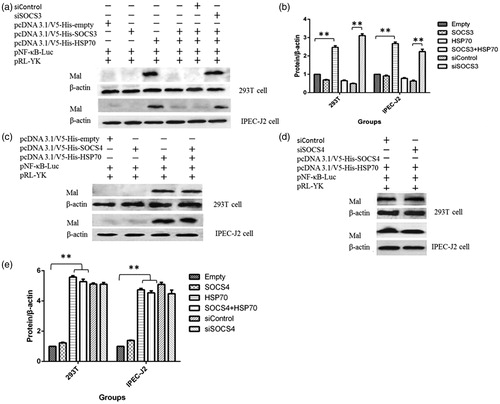 Figure 5. SOCS3, but not SOCS4, decreased the expression of MyD88-adapter-like (Mal) protein induced by HSP70. Changes in the expression of Mal protein in HSP70-overexpressing cells and cells with SOCS3 cotransfection (a, b). Changes in Mal protein expression following cotransfection with SOCS4 and HSP70 (c–e). Data in (b) and (e) are from one representative experiment with three technical replicates (means ± standard deviations) and were analyzed by one-way ANOVA. **p ≤ .01. All experiments were repeated three times.