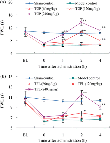 Figure 3.  Temporal changes in thermal hyperalgesia after single oral administration of TGP (A) and TFL (B) in CCI-intruded neuropathic rats. Data were presented as paw withdrawal latency and denoted as means ± SD (n = 8 rats in each group). Compared with model control, *p < 0.05, **p < 0.01.