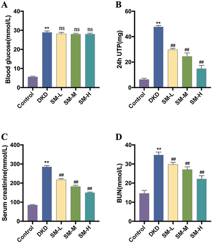 Figure 10 SM improved the indicators of renal injury in DKD rats. (A) Blood glucose level at the end of the experiment; (B) 24hUTP at the end of the experiment; (C) creatinine level at the end of the experiment. (D) BUN level at the end of the experiment. Data are expressed as mean ± SD (n = 6). ** P < 0.01, compared with the control group; ## P < 0.01, compared with the DKD group. ns, not significant.