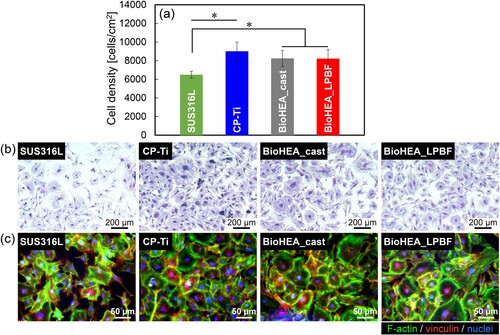 Figure 5. Biocompatibility of LPBF-fabricated Ti28.33Zr28.33Hf28.33Nb6.74Ta6.74Mo1.55 BioHEA in comparison with cast specimen, CP-Ti, and SUS316L. (a) Quantitative analysis of cell density; *: P < 0.05. (b) Giemsa and (c) fluorescent staining images of osteoblasts adhesion on the specimens.