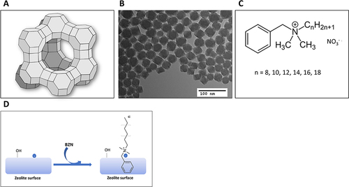 Figure 1 (A) Schematic of a zeolite supercage of the faujasite family of zeolites (B) High-resolution transmission electron microscope (TEM) images of nanozeolite particles. Scale bar = 100 nm. (C) Structure of the quat benzalkonium nitrate (BZN). (D) Binding of positively charged BZN to a negatively charged zeolite surface.