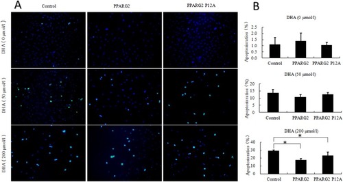 Figure 2 Effects of different concentrations of DHA on apoptosis of adipocytes of different genotypes. 3T3-L1 preadipocytes of different genotypes were prepared in the absence or presence of different concentrations of DHA. (A) TUNEL detection was performed to observe adipocyte apoptosis level. The excitation wavelength ranged from 450 to 500 nm, whereas the emission wavelength ranged from 515 to 565 nm (green fluorescence). (B) Adipocyte apoptosis ratios was calculated. Values are expressed as the mean ± SEM of 3 samples. *p < 0.05.