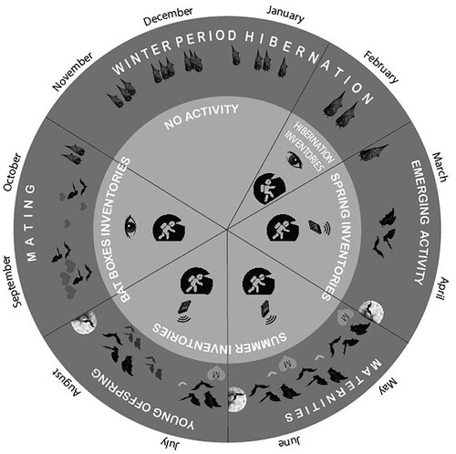 Figure 1. Synchronization of the annual life cycle of a European insectivorous bat with the annual citizen bat conservation activities in Groningen. Copyright author.