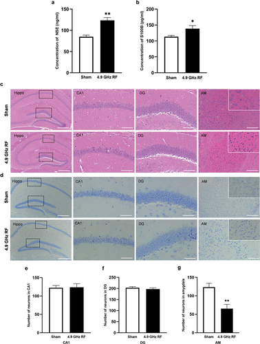 Figure 2. The level of brain injury after exposure of 4.9 GHz RF. (a) The level of NSE concentration in serum. (b) The level of S100B concentration in serum. n = 10 for each group. (c) Representative images of HE staining in hippocampus (Hippo) and amygdala (AM). (d) Representative images of Nissl staining in Hippo and AM. Scale bar = 100 μm for Hippo; scale bar = 50 μm for CA1 and DG regions; scale bar = 200 μm for AM. (e) The number of neurons in CA1. (f) The number of neurons in DG. (g) The number of neurons in amygdala. All data are presented as mean ± SEM. *P <0.05, **P <0.01.