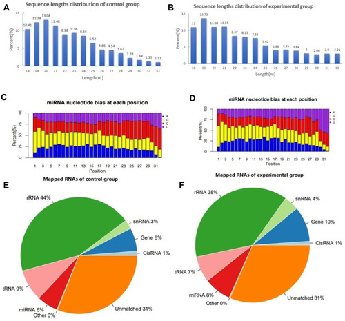 Figure 3 Characterization of exosome miRNAs. (A) Sequence lengths distribution of the control group. (B) Sequence lengths distribution of the experimental group. (C) miRNA nucleotide bias at each position of the control group. (D) miRNA nucleotide bias at each position of the experimental group. (E) Distribution of small RNA species in serum exosome of the control group. (F) Distribution of small RNA species in serum exosome of the experimental group.