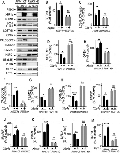 Figure 4. XBP1s-mediated control of mitophagy is fully PINK1-dependent. (A-L) Control (PINK1 CT) or PINK1 knocked-down (PINK1 KD) SH-SY5Y cells were transiently transfected with an empty vector (Ev) or with Xbp1s (Xbp1s) cDNA. Twenty-four hours after transfection, BECN1 (A and B, N = 8) LC3-II:LC3-I ratio (A and C, N = 8), SQSTM1 (A and D, N = 8), OPTN (A and E, N = 8), CALCOCO2 (A and F, N = 8), TIMM23 (A and G, N = 12), TOMM20 (A and H, N = 12), HSPD1 (A and I, N = 12), UB (S65) (A and J, N = 8), PRKN (A and K, N = 8) and MFN2 (A and L, N = 12) protein expressions were analyzed by western blot as described in Methods. ACTB expression is provided in (A) as a control of protein load. (M) PINK1 CT and PINK1 KD cells either empty vector (-) or Xbp1s (+) cDNA-transfected were analyzed by flow cytometry to measure mitochondrial membrane potential as described in Methods. (B-M) Data are expressed as percent of PINK1 CT non-transfected cells (taken as 100%) and are the means ± SEM. of 4–6 independent experiments performed in duplicates. Statistical analyses were performed by Kruskal Wallis multiple comparison test (B) and Sidak’s multiple comparisons test (C-M). Statistical significances: ns, not significant, * P < 0.05, ** P < 0.01, *** P < 0.001, **** P < 0.0001