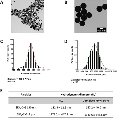 Figure 1 Physicochemical properties of SiO2 particles and stability in cell culture medium. Representative transmission electron microscopy (TEM) micrographs of 130 nm and 1 µm SiO2-Cy5 particles (A and B) in H20 and corresponding histograms showing the particle size distribution (C and D). Scale bar = 500 nm. (E) Hydrodynamic diameter determined by dynamic light scattering in H2O and complete RPMI 1640 (cRPMI) revealing the stability of both particles in cRPMI.