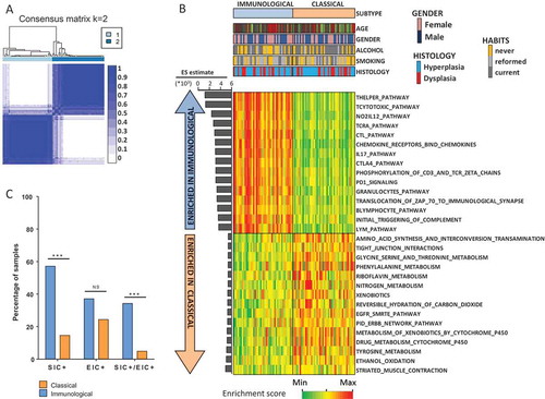 Figure 1. Identification of two gene expression-based subtypes, “classical” and “immunological”, in the discovery dataset of 86 OPL. To identify gene expression subtypes, we ran the ConsensusClusterPlus R packageCitation55 with the 2,500 most variable genes, which were selected using the median absolute deviation, as previously described Citation18. (A) Heatmap of the consensus matrix for k = 2 clusters, with samples in rows and columns, and consensus values ranging from 0 (never clustered together) to 1 (always clustered together) and marked by white to dark blue. (B) Enrichment scores of 1,329 canonical pathways in each OPL samples were computed and the 15 pathways most enriched in the immunological and the classical subtypes are shown. (C) The percentage of stromal inflammatory cells (SIC) as well as intraepithelial inflammatory cells (EIC) were compared between the two subtypes (Fisher’s exact test). Abbreviation: NS: not significant.