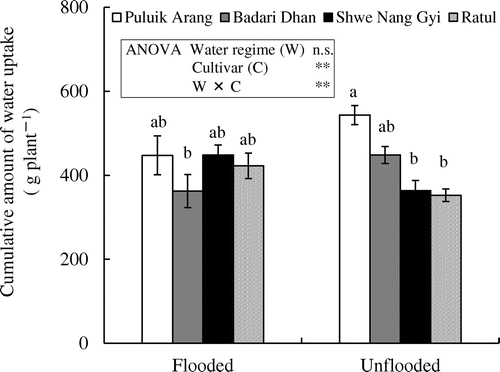 Figure 2. Cumulative amount water uptake of four rice cultivars under flooded and unflooded conditions. Vertical bars indicate the standard error of six replicates of the amount of water-uptake from different plants. Bars followed by different letters are significantly different according to Tukey’s test at p < 0.05. Levels of significance: ** significant at p < 0.01, n.s. = not significant.