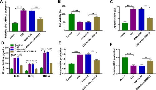 Figure 3 Circ-OSBPL2 knockdown reverses CSE-induced apoptosis, inflammation and oxidative stress in HBECs. (A–F) 16HBE cells were transfected with si-circ-OSBPL2 or si-NC, followed by treatment with 2% CSE for 24 h (n=3). (A) qRT-PCR analysis of circ-OSBPL2 expression in cells. (B) Cell viability analysis using CCK-8 assay. (C) Cell apoptosis analysis with flow cytometry. (D) ELISA for the detection of IL-8, IL-1β, and TNF-α levels. (E and F) Measurement of MDA and SOD levels in cells using Commercial kits. **P< 0.01, ***P<0.001, ****P < 0.0001.