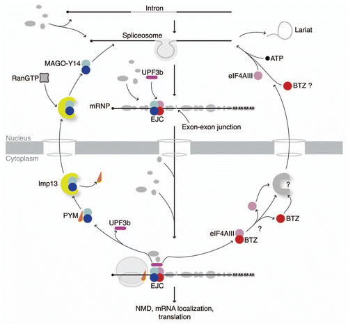 Figure 1 Interactions in the EJC cycle. The scheme shows the sequence of either simultaneous or mutually exclusive interactions underlying function of the EJC and its sub-complexes. The EJC is assembled during splicing onto the mRNA. After the mRNP is exported into the cytoplasm to function in translational regulation (ribosome in gray), the EJC is disassembled with the aid of a ribosomal-binding protein, PYM (in orange). The MAGo-Y14 heterodimer (in blue and cyan, respectively) is re-imported into the nucleus without PYM by Imp13 (in yellow). Here, it is released by RanGTP binding (gray/black rectangle) and incorporated into a spliced mRNP with eIF4AIII and BTZ (in pink and red, respectively) in the form of the EJC (other mRNP proteins are shown in gray with different shapes and sizes). mRNP composition varies dynamically as well as in the composition of the periphery of the EJC. UPF3b (in purple) associates to the EJC in the nucleus and travels with the complex to the cytoplasm. The question marks indicate open issues in the cycle: it is unclear whether eIF4AIII and BTZ are imported into the nucleus separately or as a single unit and the putative import receptor(s) has not been identified yet.