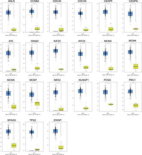 Figure 6 Expression analysis of hub genes in the cervical tissues. The expression levels of ANLN, CCNB2, CDC45, CDCA5, CENPF, CENPN, DTL, GINS2, KIF2C, KIF23, MCM2, MCM4, MCM5, MCM7, NEK2, NUSAP1, PCNA, PRC1, SPAG5, TPX2 and ZWINT in the normal cervical tissues and cervical cancer tissues were analysed using the GEPIA tool.