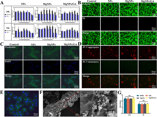 Figure 2 Biocompatibility and haemocompatibility of MgNPs/GA. (A) Cell viability at 24h and 72h after treatment of HL-1 and HUVECs in different samples. (B) Live-dead staining of samples from each group after treatment with HL-1, scale bar:40µm. (C) CLSM images of the morphology of HL-1 after 24 h treatment with each group, scale bar: 50µm. (D) fluorescence microscope images of the JC-1 staining after 24 h treatment with each group, scale bar: 50µm. (E) Uptake of MgNPs by HL-1, scale bar: 20µm. (F) Bio-Scanning Electron Microscope Images of HL-1 after 24 h treatment with MgNPs. (G) Thromboresistance test of each group, Results are presented as mean ± SD (N = 3), NS = not significant (P > 0.05), *P < 0.05, **P < 0.01.