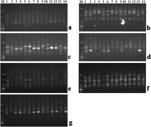 Figure 3. ISSR profiles for 14 noncommercial Musa accessions using primer A. UBC-812, B. UBC-814, C. UBC-818, D.UBC-836, E. UBC-840, F.UBC- 843, G.UBC −848; M = Molecular marker, Lanes 1. Bharatmoni(AAA), 2. Bokmoni, 3. Jatikol(AAB), 4. Adeel, 5. Gobin-tulashi(AAB), 6. Assamiya malbhog(AAB), 7. Guwahatiya kol, 8. Fessa-monohar(ABB), 9. Katiya jahaji(AAA), 10. Abor malbhog(AAB), 11. Athiya kol(BB), 12. Ximalu monohar(ABB), 13. Bangali malbhog(AAB), 14. Bogi monohar(ABB)