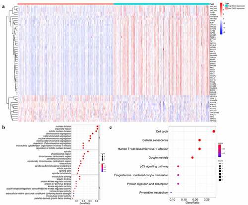 Figure 7. Functional enrichment analysis of the differential expressed genes (DEGs) in the TCGA database. (a) Heatmap showing differentially expressed genes in the low and high CKS2 expression groups in LGG. (b-c) GO and KEGG enrichment analysis of the DEGs