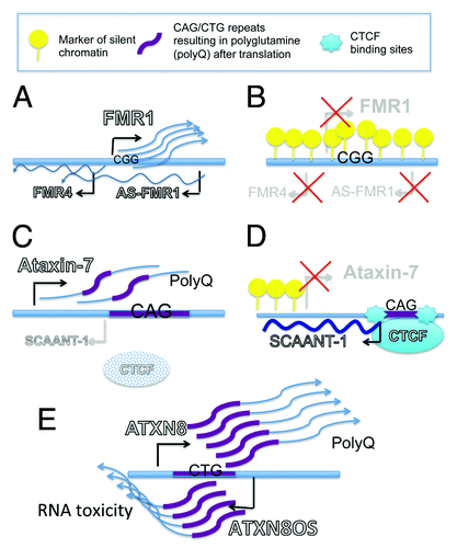 Figure 1. Microsatellite susceptible genes are featured by bidirectional transcription. (A-B) Fragile X Syndrome. (A) In general population the gene FMR1 contains at the 5′UTR up to 54 CGG repeat that do not interfere with the expression of the gene. In this locus, in people not affected by Fragile X syndrome, antisense noncoding RNAs have been reported to be transcribed from intron 2 (AS-FMR1) and from the promoter (FMR4). (B) Amplification of CGG trinucleotides over 200 is associated with the onset of X-linked mental retardation and it’s coupled with cytosine methylation that results in transcriptional silencing of the protein-coding gene FMR1 and the non-protein coding AS-FMR1 and FMR4. (C-D) Spinocerebellar Ataxia type 7. Spinocerebellar Ataxia 7 is caused by a CAG repeats expansion (37- 400) located in proximity of the translation start site of Ataxin-7 protein leading to polyglutamine (polyQ) accumulation (C). Ataxin-7 gene is featured by CAG repeats flanked by CTCF- binding sites and by an alternative TSS of the antisense RNA SCAANT1 (Spinocerebellar ataxia-7 antisense noncoding transcript 1) (D). In patients affected by Ataxia-7 the expansion of trinucleotides affects the binding of CTCF that causes reduced transcription of SCAANT1 and results in higher expression of the aberrant Ataxin-7 protein (C). (E) Spinocerebellar Atxia type 8. Spinocerebellar Ataxia type 8 arises when trinucleotide CTG in the ATXN8 gene expand over 70 repeats (70- 250). Bidirectional transcription has been detected in ATNX8 gene producing protein coding gene ATXN8 and the non-proteincoding RNA ATXN8OS. CTG repeats in ATNX8 mRNA results in accumulation of polyQ proteins while CTG repeats transcribed in antisense direction (CAG) are not translated and result in the production of toxic noncoding RNAs.