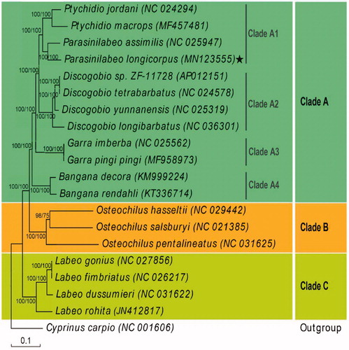 Figure 1. Phylogenetic tree of Parasinilabeo longicorpus based on sequences of 13 protein-coding genes. Numbers along nodes indicate posterior probabilities (BI) and bootstrap support (ML).