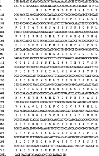 Figure 1. Nucleotide and amino-acid sequence of BrcSPL8.