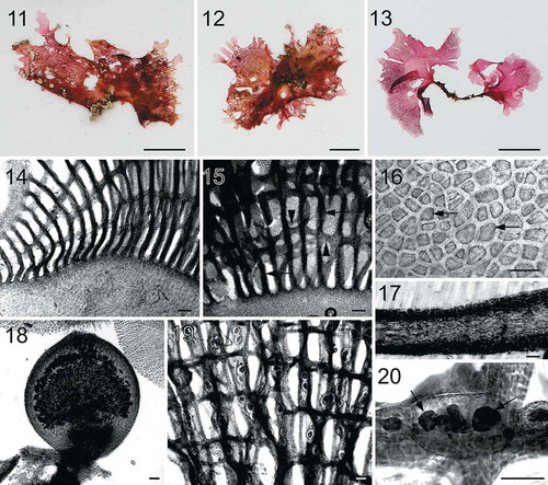 Figs 11–20. Habit and morphology of Martensia hawaiiensis sp. nov. Fig. 11. Holotype specimen BISH 776253 (from collection ARS 04013). Fig. 12. Isotype specimen BISH 775969 (from collection ARS 04013), a female gametophyte. Fig. 13. Voucher specimen BISH 776252 (from collection ARS 04011), a tetrasporic plant. Fig. 14. Basal part of a developing network (BISH 776254; ARS 05242). Fig. 15. Network of thickened longitudinal lamellae (arrows) and cross-connecting strands (arrowheads) (holotype BISH 776253; ARS 04013). Fig. 16. Discoidal plastids (arrows) in a surface view of cells of membranous region of thallus (BISH 776254; ARS 05242). Fig. 17. Cross section through basal part of membranous blade (BISH 776254; ARS 05242). Fig. 18. Mature cystocarp containing carposporangia (BISH 776251; ARS 03373). Fig. 19. Close up view of tetrasporangial sori embedded in thickened longitudinal lamellae (BISH 776254; ARS 05242). Fig. 20. Subsurface view of a tetrasporangial sorus containing tetrasporangia (arrows) (BISH 776254; ARS 05242). Scale bars = 1 cm (Figs 11–13), 100 µm (Figs 14–15, 17–20), 50 µm (Fig. 16).