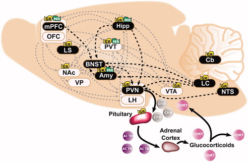 Figure 1. Overlapping neural circuits mediating HPA-axis “stress responsivity” and individual differences in cue-motivated behaviors. The key elements mediating the hypothalamic-pituitary-adrenal (HPA)-axis “stress response” are depicted (in black), and start with the conversion of neural information from the prefrontal cortex (PFC), hippocampus (Hipp), amygdala (Amy), and brainstem at the paraventricular nucleus (PVN) of the hypothalamus. Information is relayed directly to the PVN or indirectly via the bed nucleus of the stria terminalis (BNST). The HPA axis is triggered with the release of corticotropin releasing hormone (CRH) from the PVN. Consequently, ACTH secretion from the pituitary is elicited; and, subsequently, the synthesis and secretion of glucocorticoids from the adrenal cortex occurs. Glucocorticoids are diffused across the body and brain. At baseline levels, they exert their effects upon Type I-MRs (in green) located primarily within the hippocampus (Hipp) and less so within the PFC, Amy, and paraventricular nucleus of the thalamus (PVT). Under stress or circadian peak, they activate Type II-GRs (in yellow) located ubiquitously across the pituitary, PVN, PVT, Amy, PFC, Hipp, lateral septum (LS), nucleus accumbens (NAc), ventral tegmental area (VTA), nucleus tractus solitarus (NTS), locus coeruleus (LC), and cerebellum (Cb). (Ahima & Harlan, Citation1990; Chao et al., Citation1989; Fuxe et al., Citation1985; Citation1985; Jaferi & Bhatnagar, Citation2006; Reul & de Kloet, Citation1985). Structures that comprise the “motive circuit” (Kalivas & Volkow, Citation2005; Kelley et al., Citation2005) and have been implicated in individual differences in cue-learning (Flagel & Robinson, Citation2017) are shown in light beige. This includes: medial PFC(mPFC) (Campus et al., Citation2019; Haight et al., Citation2017), orbitofrontal cortex (OFC) (Stringfield et al., Citation2017), Hipp (Fitzpatrick et al., Citation2016), NAc (Saunders & Robinson, Citation2012), ventral pallidum (VP) (Ahrens et al., Citation2016), Amy (Flagel et al., Citation2011), lateral hypothalamus (LH) (Haight et al., Citation2017), PVT (Campus et al., Citation2019), and VTA (Flagel et al., Citation2011).