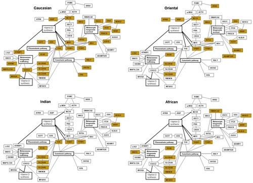 Figure 1 Interactive networks of the major melanogenic genes and gene polymorphism or altered gene expression affecting pigmentation in four ethnic skin types. The biomarkers have been assembled based on the literature;Citation25–Citation90,Citation158–Citation162 the genes affected in each skin type are marked yellow.