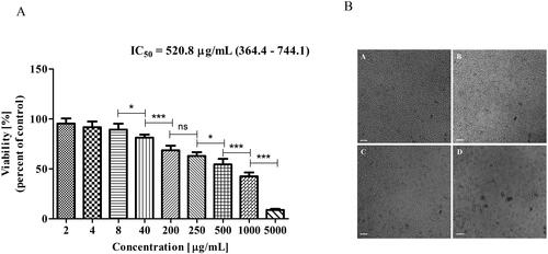 Figure 3. Effect of Butterbur extract on MDA MB 231 cell line. (A) Cell viability after 72 h treatment of Butterbur extract on MDA MB 231 cell line. The values represent the respective IC50 concentration with 95% confidence limits. The data were analyzed using GraphPad Prism 5.0. Statistical analysis was performed using Tukey’s Multiple Comparison Test. * – p < 0.05, ** – p < 0.001, *** – p < 0.0001, (B) Light microscopy images of MDA-MB-231 cells – (a) control, (b) cells treated with 500 μg/mL BЕ, (c) cells treated with 1000 μg/mL BЕ and (d) cells treated with 5000 μg/mL BЕ for 72 h. Bar is 50 μm.