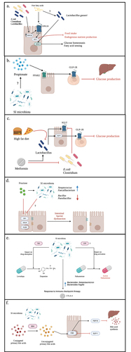 Figure 1. Interactions of small intestinal microbes and host metabolism.