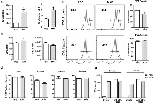 Figure 2. MAP infection of mice does not impair dendritic cell function and T cell response.