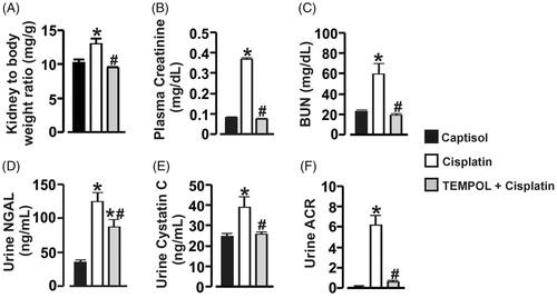 Figure 2. Cisplatin induces ROS-dependent kidney injury in mice. Bar graphs showing (A) kidney-to-body weight ratio, and the levels of plasma creatinine (B) and BUN (C), urinary NGAL (D), cystatin C (E), and albumin-creatinine-ratio (ACR; F) in Captisol (vehicle control)-, cisplatin (15 mg/kg; single IP injection)-, and TEMPOL (100 mg/kg; IP for 4 days) + cisplatin-treated mice. *p < .05 vs. Captisol; #p < .05 vs. cisplatin; n = 6 each.