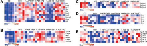 Figure 5 H-ADC suppresses cell proliferation and restores immunity in small intestine. (A) Heatmap showing the expression of cell proliferation-related genes. (B) heatmap showing the expression of absorption-related genes. (C–E) heatmap showing the expression of immunity-related genes.