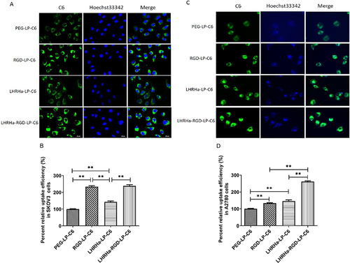 Figure 3 (A) Cellular uptake of C6-loaded liposomes after incubation with SKOV3 cells for 4 h, and Hochest33342 was used for staining nuclei. (B) The fluorescence intensity of SKOV3 cells measured using a fluorescent plate reader after being treated with C6-loaded liposomes. **p< 0.01. (C) Cellular uptake of C6-loaded liposomes after incubation with A2780 cells for 4 h, and Hochest 33342 was used for staining nuclei. (D) The fluorescence intensity of A2780 cells measured using a fluorescent plate reader after being treated with C6-loaded liposomes. **p< 0.01.