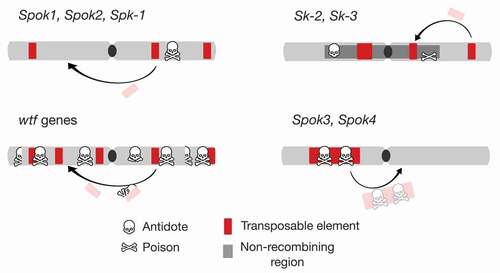 Figure 2. Genome architecture of spore killers. Within a genome, represented by a schematic chromosome (drawn as a gray bar with black centromere), spore killers (symbol: skull and bones) are found as either single genes with both the antidote and poison functions (most known instances, e.g., Spok1, Spok2, and Spk-1) or as multigene systems within nonrecombining regions (Sk-2 and Sk-3). In some cases, the spore killer genes are in low copy number and can be associated with TEs (e.g., Spok1, Spok2) or not (e.g., Spk-1). In the case of the wtf gene family, TE-associated mobilization and other processes result in the proliferation of multiple copies, including those with only a functional antidote or that are fully pseudogenized. As a special case, the Spok3 and Spok4 genes are only found within a large TE (Enterprise), which relocates them during transposition.