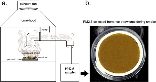 Figure 1. Schematic diagram of the (a) setup for collecting PM2.5 from rice-straw smoldering smoke inside a fume-hood and (b) collected PM2.5 on 47 mm QMA filter paper. The detail of the setup is given in subsection 2.1.