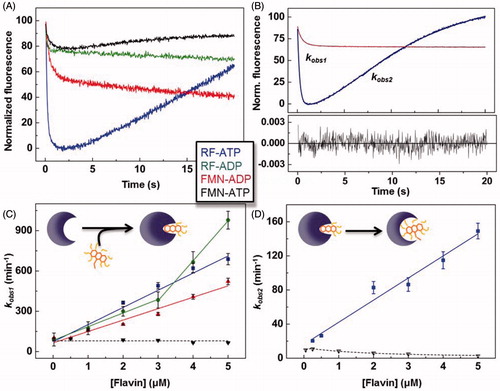 Figure 2. Pre-steady-state stopped-flow kinetics for RF and FMN binding to SpnFADS in the presence of adenine nucleotides. (A) Kinetic traces for the flavin fluorescence evolution upon mixing the protein with ANP-FLV combinations. (B) Example of fittings of kinetic traces. Evolution of (C) kobs1 and (D) kobs2 on FLV concentration, with schemes representing the corresponding processes in the insets.