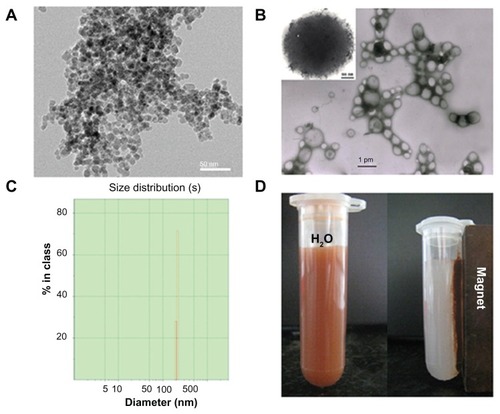 Figure 1 Physicochemical characterization of doxorubicin-loaded magnetic Fe3O4 nanoparticles (DOX-MNPs): (A) transmission electron microscopy images of oleic acid-coated MNPs; (B) transmission electron microscopy images of DOX-MNPs; (C) size distribution of DOX-MNPs; (D) DOX-MNPs dispersed in aqueous solution could be attracted by an external magnetic field.