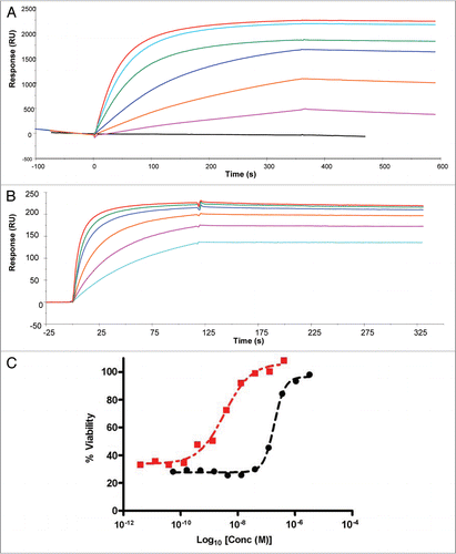 Figure 2 Fc-formatting of the anti-TNFα dAb increases ligand affinity and in vitro potency. (A) SPR analysis of the interaction of human TNFα with the lead domain antibody. Purified His-tagged domain antibody protein was immobilized on the sensor chip surface through metal chelation to a NTA surface. Human TNFα (4.5 nM black line, and then in ascending order 36, 72, 144, 288, 431 and 575 nM) was injected over at a flow rate of 5 µl/min. (B) SPR analysis of the interaction of human TNFα with CEP-37247. CEP-37247 was captured onto Protein A covalently immobilized to a CM5 sensor chip using NHS/EDC chemistry. CEP-37247 was captured with high affinity. Human TNFα (18 nM light blue line, and then in ascending order, 36, 72, 144, 288 and 575 nM) was injected over at a flow rate of 20 µl/min. Data was referenced with blank subtraction and fitted to a 1:1 Langmuirian model using BIAevaluation 3.0 BIAcore software. (C) The effect of Fc-formatting on in vitro potency was assessed using the TNFα sensitive L929 cell line. Increasing concentrations of either the lead anti-TNFα dAb (black circle) or CEP-37247 (red square) were incubated in the presence of human TNFα and the neutralization of TNFα-mediated cytotoxicity was measured.
