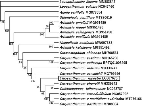 Figure 1. A phylogenetic tree of Chrysanthemum rupestre and related species based on complete chloroplast genome sequences. The phylogenetic tree was constructed using maximum-likelihood method with 1000 bootstrap replicates. Names of species and GenBank accession numbers are shown. Chrysanthemum repestre is boxed. The bootstrap support values are shown at the branches. Our analysis suggests that Opisthopappus taihangensis (Y. Ling) C. Shih,1979, which is synonym to Chrysanthemum taihangens Y. Ling, 1939, belongs to the genus Chrysanthemum. In our analysis, Crossostephium chinense was not clustered with the Artemisia species unlike in the previous report (Chen et al. Citation2019).