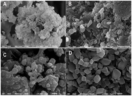 Figure 3 SEM micrographs comparing different batches of NPs; (A) NP2, (B) Cryoprotected NP2, (C) NP5 and (D) Cryoprotected NP5.