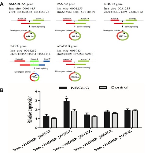 Figure 2 Figure A is the loop-forming information of five circRNAs. Figure B is the qRT-PCR verification of five circRNAs in 20 pairs of tissue samples. *Indicates a significant difference compared with the control group (P<0.05). All experiments were performed in triplicate.