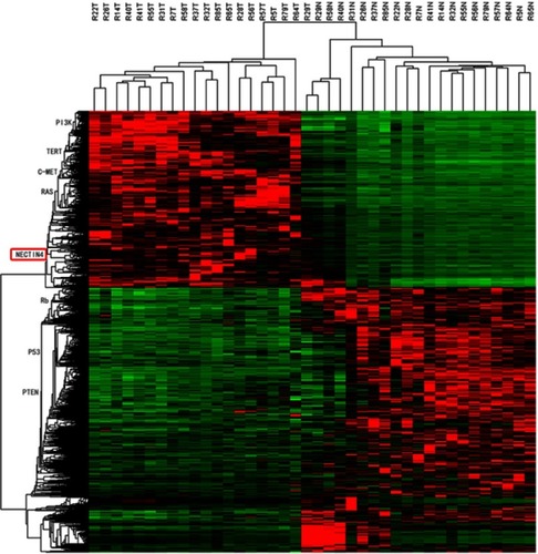 Figure 1 HeatMap of whole-transcriptome resequencing of 19 pairs of tumors and adjacent normal tissues.