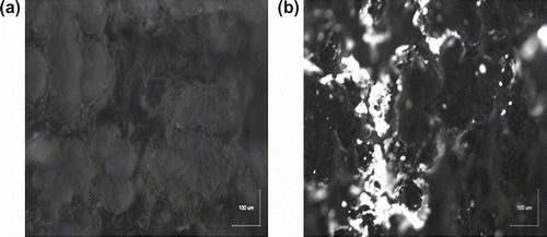 Figure 4. Fluorescence microscope picture of (a) graft copolymer alone and (b) SK previously coupled with FITC and immobilized onto graft copolymer.