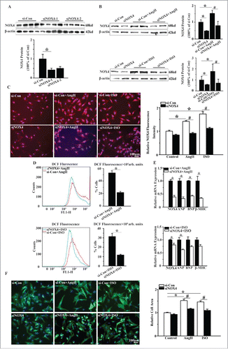 Figure 2. Silencing of NOX4 by specific siRNA ameliorated cardiomyocyte hypertrophy in vitro. (A) Western blotting analysis for NOX4 in NCMs transfected with siRNA. si-Con, siNOX4-1 and siNOX4-2 group indicate negative control group, NOX4 siRNA groups respectively. * indicates P<0.05 vs. si-Con. (B) Western blotting analysis for NOX4 protein expression in NCMs in the presence or absence of AngII(10−5M for 24h, Top) or ISO (10−5M for 24h, Bottom) after transfected with si-Con or siNOX4. * indicates P<0.05 vs. si-Con; # indicates P<0.05 vs. si-Con+AngII or si-Con+ISO. (C) Immunofluorescence staining for NOX4 expression in NCMs in the presence or absence of AngII(10−5M for 24h) or ISO (10−5M for 24h) after transfected with si-Con or siNOX4. * indicates P<0.05 vs. si-Con; # indicates P<0.05 vs. si-Con+AngII or si-Con+ISO. (D) FCM analysis for ROS generation in NCMs in the presence or absence of AngII (10−5M for 24h, Top) or ISO (10−5M for 24h, Bottom) after transfected with si-Con or siNOX4. * indicates P<0.05 vs. si-Con+AngII or si-Con+ISO. (E) mRNA expression of NOX4 and hypertrophic markers in NCMs in the presence or absence of AngII (10−5M for 24h, Top) or ISO(10−5M for 24h, Bottom) after transfected with siNOX4. * indicates P<0.05 vs. si-Con+AngII or si-Con+ISO. (F) Surface area determination of NCMs treated with AngII (10−5M for 24h) or ISO (10−5M for 24h) after transfected with si-Con or siNOX4. * indicates P<0.05 vs. si-Con; # indicates P<0.05 vs. si-Con+AngII or si-Con+ISO. n = 4 for A-F. The fluorescent micrograph is representative of cells from 4 independent visual fields.